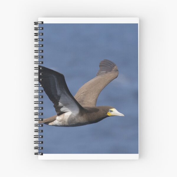 Item preview, Brown Booby designed and sold by LaurenTucker.
