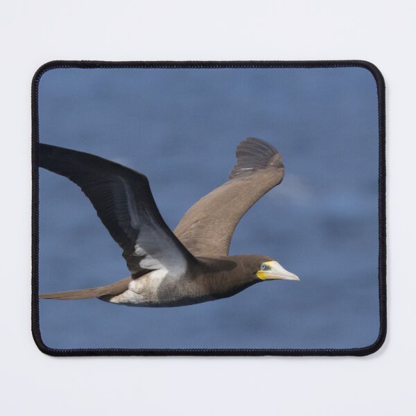 Item preview, Brown Booby designed and sold by LaurenTucker.