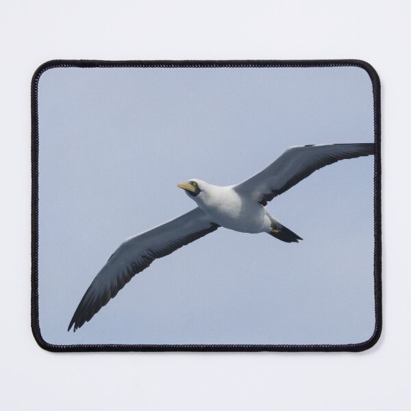 Item preview, Masked Booby designed and sold by LaurenTucker.