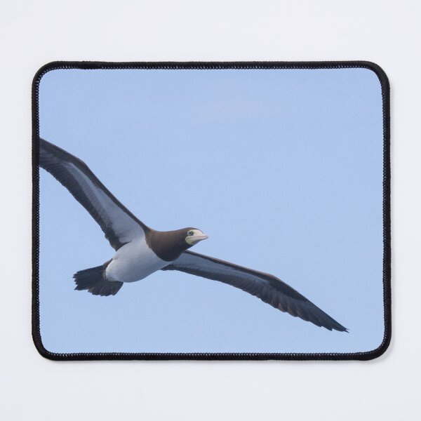 Item preview, Brown Booby designed and sold by LaurenTucker.