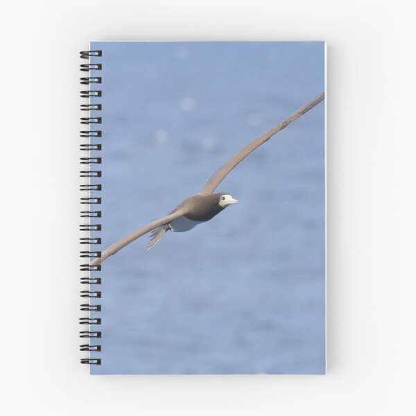 Item preview, Brown Booby designed and sold by LaurenTucker.