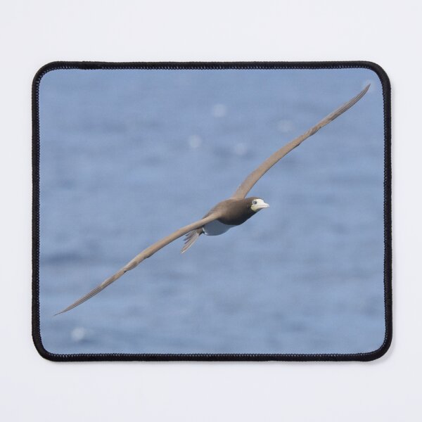 Item preview, Brown Booby designed and sold by LaurenTucker.