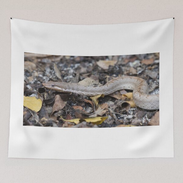 Item preview, Hispaniola Cat Eyed Snake designed and sold by LaurenTucker.