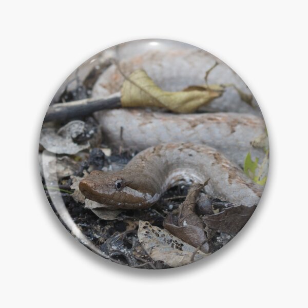 Item preview, Hispaniola Cat Eyed Snake designed and sold by LaurenTucker.