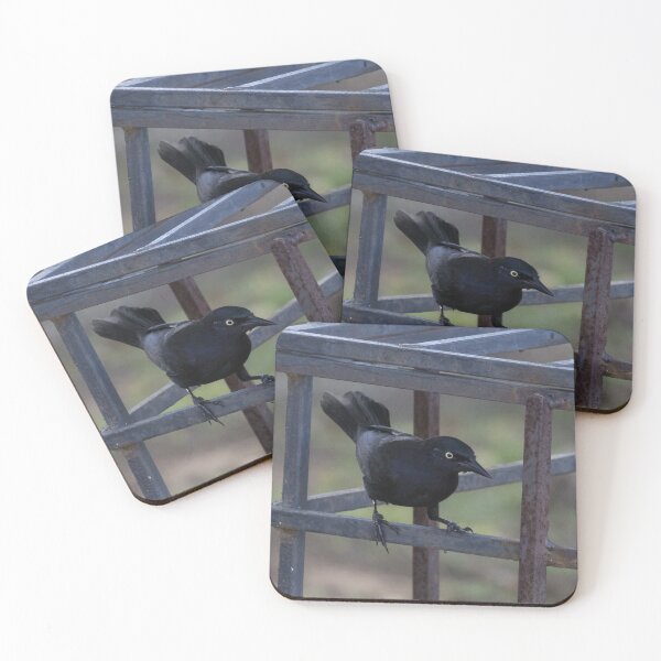 Item preview, Greater Antillean Grackle designed and sold by LaurenTucker.