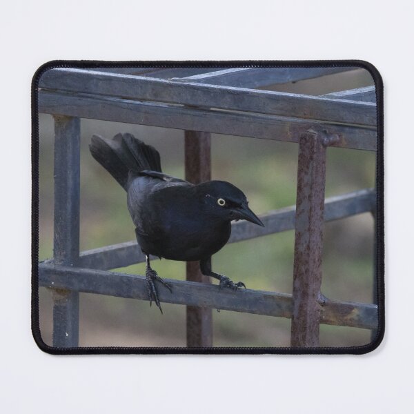 Item preview, Greater Antillean Grackle designed and sold by LaurenTucker.