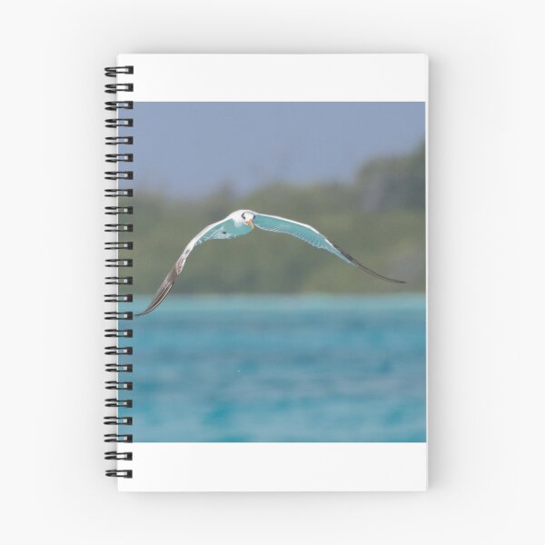 Item preview, Royal Tern designed and sold by LaurenTucker.