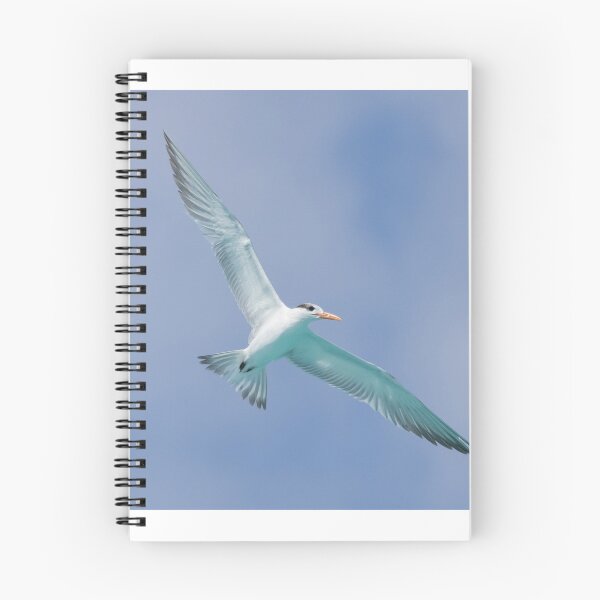 Item preview, Royal Tern designed and sold by LaurenTucker.