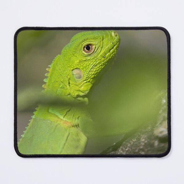 Item preview, Green Iguana - Iguana iguana designed and sold by LaurenTucker.