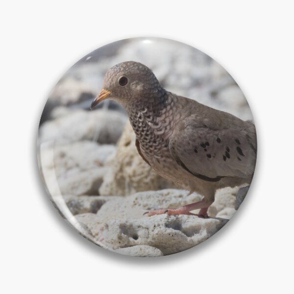 Item preview, Common Ground Dove designed and sold by LaurenTucker.