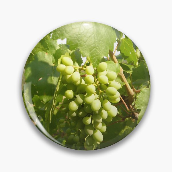 Item preview, Sunlit Green Grapes on the Vine designed and sold by OzdizdarStudio.
