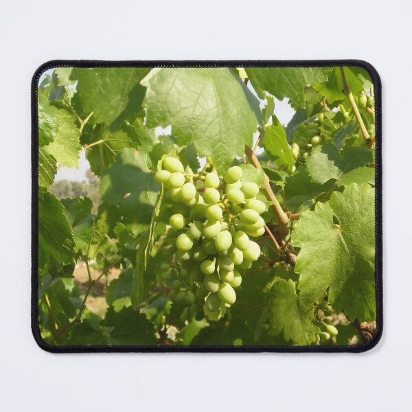 Item preview, Sunlit Green Grapes on the Vine designed and sold by OzdizdarStudio.