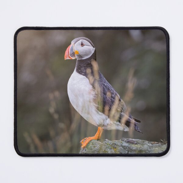 Item preview, Solitary Atlantic Puffin on a Rock designed and sold by PhotoArt by Joan Carroll.
