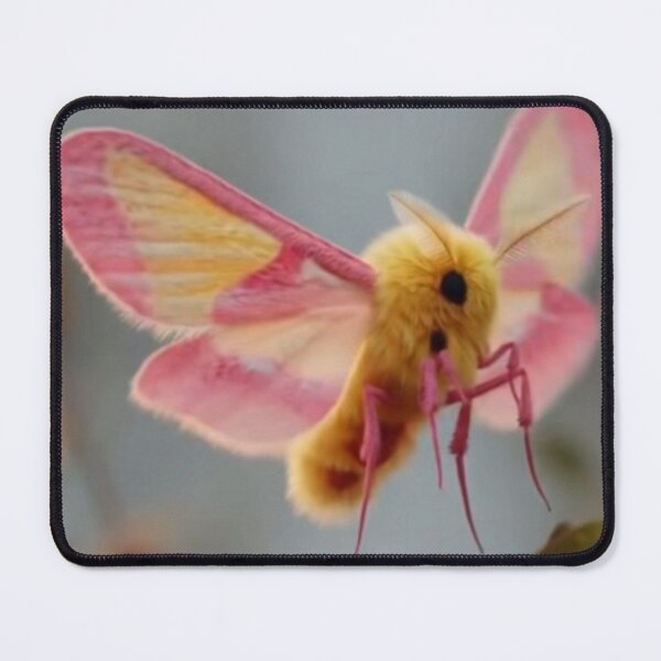 Item preview, rosy maple moth landing colorful insect animal design designed and sold by SmashingDeals.