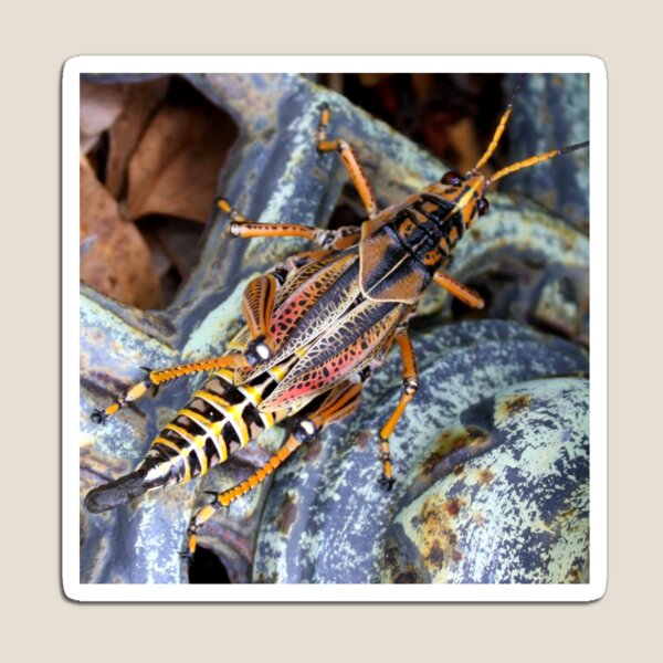 Item preview, Grasshopper From Above designed and sold by AuntDot.