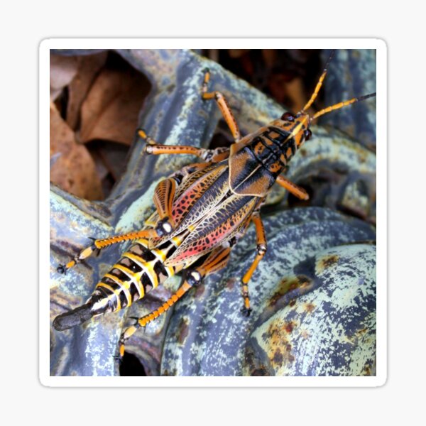 Item preview, Grasshopper From Above designed and sold by AuntDot.