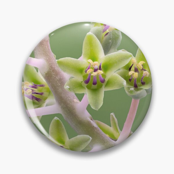 Item preview, Silver Squill – inflorescence detail designed and sold by Vainillaychile.