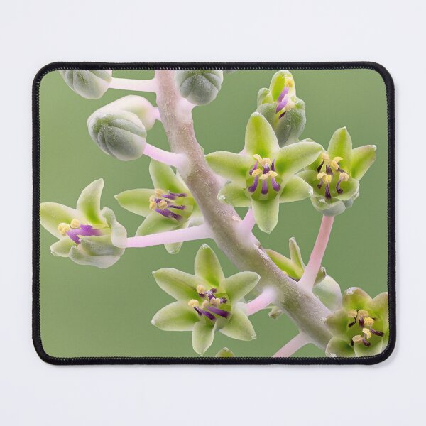 Item preview, Silver Squill – inflorescence detail designed and sold by Vainillaychile.