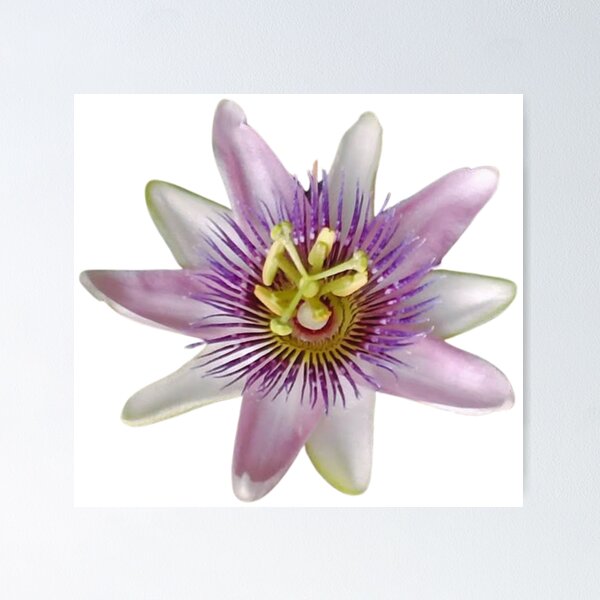 Item preview, Flor designed and sold by di-Vera-Rosati.