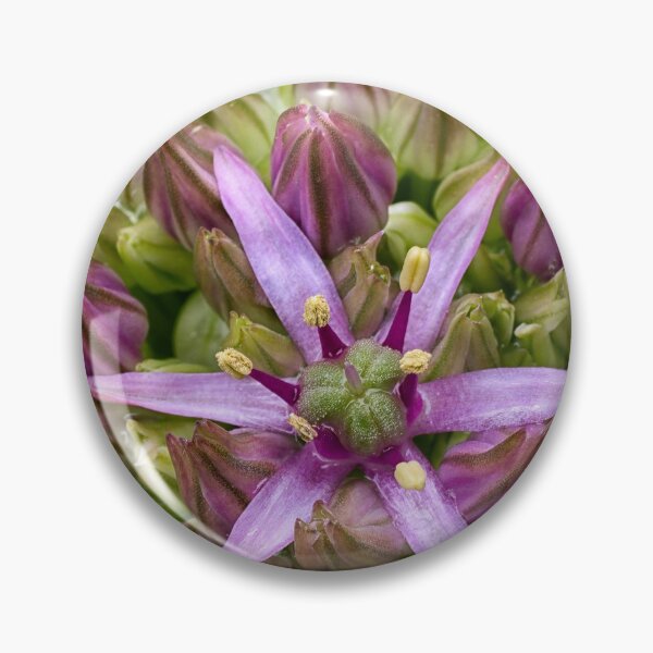 Item preview, Ornamental Allium – flower detail designed and sold by Vainillaychile.