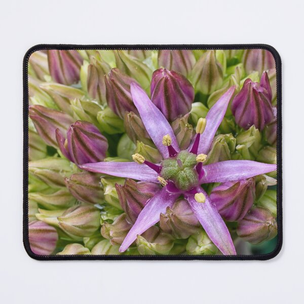 Item preview, Ornamental Allium – flower detail designed and sold by Vainillaychile.