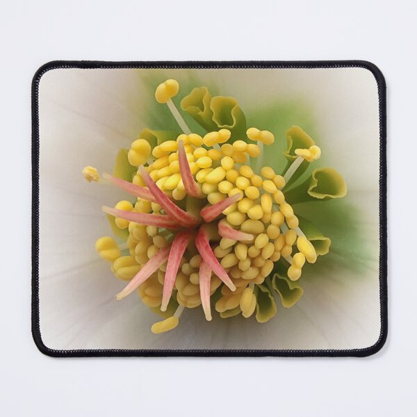 Item preview, Christmas Rose – botanical detail on white background designed and sold by Vainillaychile.