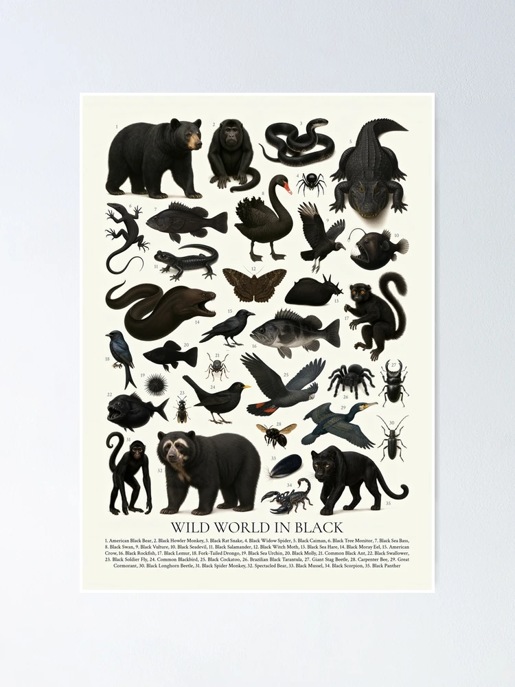 Wild World in Black Retro Animal Identification Chart
