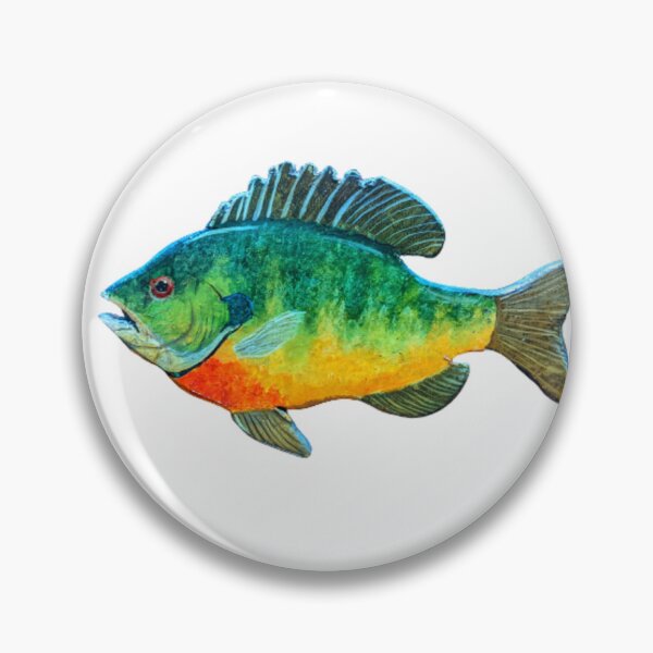 Item preview, Bluegill panfish designed and sold by Matt Starr Fine Art .