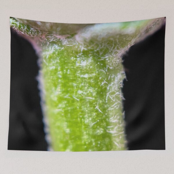 Item preview, Plant Trichomes in Macro designed and sold by Photo-By-Nate.
