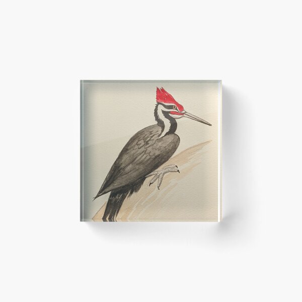 Item preview, Pileated woodpecker study  designed and sold by Matt Starr Fine Art .