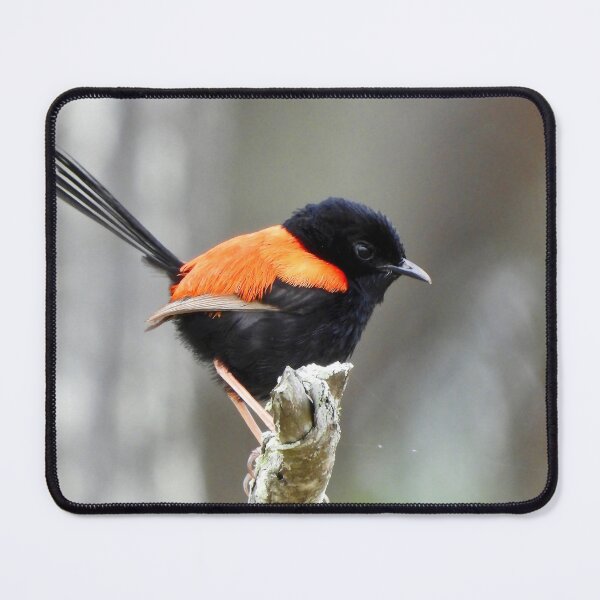 Item preview, Red backed Fairy Wren up high designed and sold by Mark Grimsley.