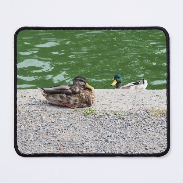 Item preview, Curious Ducks at a Pond designed and sold by BackyardBirder.