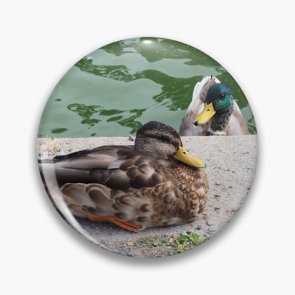 Item preview, Mallard Ducks Coming To The Edge of The Pond designed and sold by BackyardBirder.