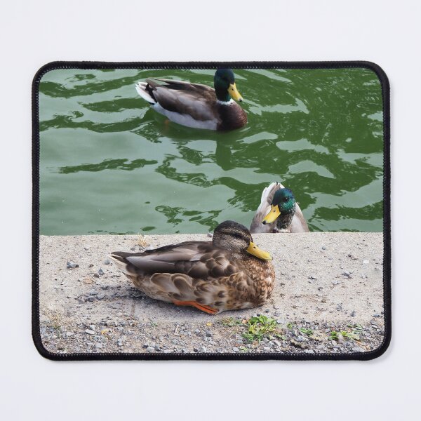 Item preview, Mallard Ducks Coming To The Edge of The Pond designed and sold by BackyardBirder.