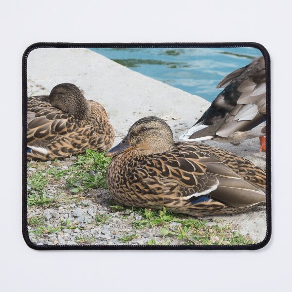 Item preview, Ducks Relaxing By The Pond designed and sold by BackyardBirder.