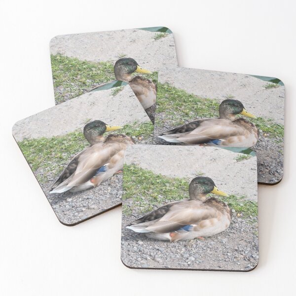 Item preview, Cute Duck Resting On Gravel designed and sold by BackyardBirder.