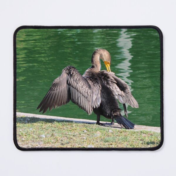 Item preview, Double-crested Cormorant Preening Its Feathers designed and sold by BackyardBirder.