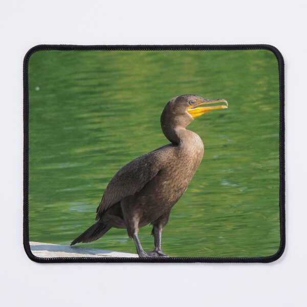 Item preview, Double-crested Cormorant Standing Next To a Pond designed and sold by BackyardBirder.