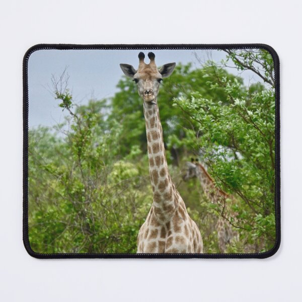 Item preview, Giraffe poking tongue out designed and sold by ChristinaSnaps.