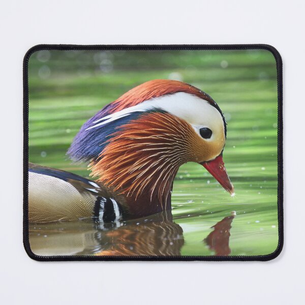 Item preview, Mandarin Duck Breeding Plumage Close-Up – Feather Detail and Colors designed and sold by DreamLand-Media.
