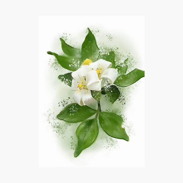 Aperçu de l'œuvre Jasmin créée et vendue par Elspeth.G.Art.