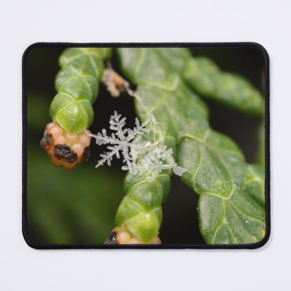 Item preview, Real Snowflake on Thuja Branch designed and sold by Goiko7Margarita.