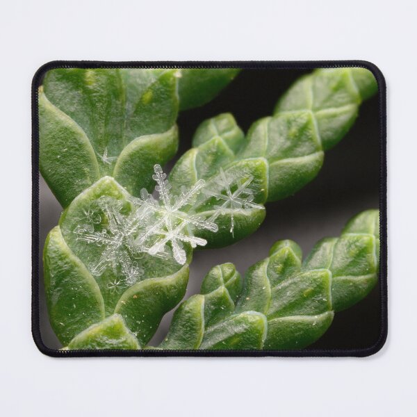 Item preview, Clustered Snowflakes on a Thuja Branch designed and sold by Goiko7Margarita.