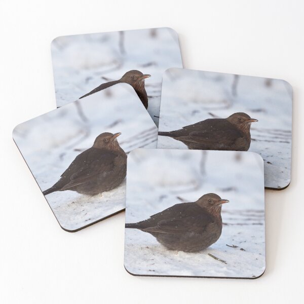 Item preview, Eurasian blackbird Winter 2026 designed and sold by Jouko Lehto Photography.