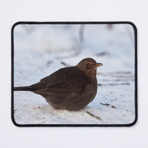 Item preview, Eurasian blackbird Winter 2026 designed and sold by Jouko Lehto Photography.