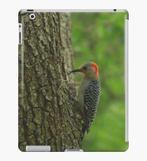 Red-bellied woodpecker iPad Case/Skin