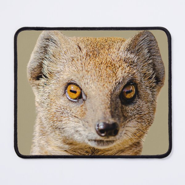 Item preview, alert yellow mongoose designed and sold by Dalyndigital Photography.