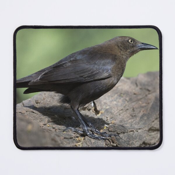 Item preview, Carib Grackle designed and sold by LaurenTucker.