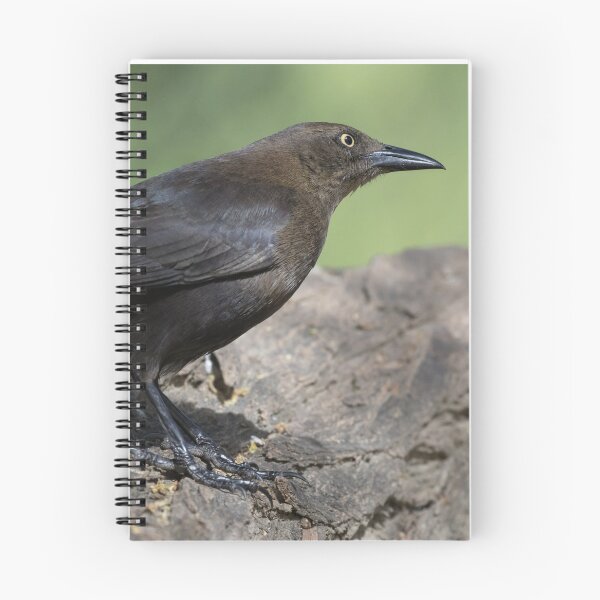 Item preview, Carib Grackle designed and sold by LaurenTucker.