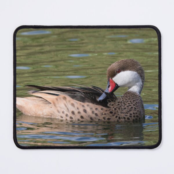 Item preview, White Cheeked Pintail designed and sold by LaurenTucker.